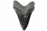 Serrated, Fossil Megalodon Tooth - South Carolina #312098-1